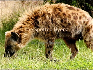 The Spotted Hyena By Declan Buckley 
