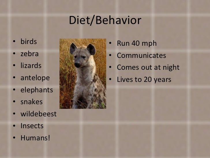The spotted hyena
