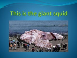 The squid