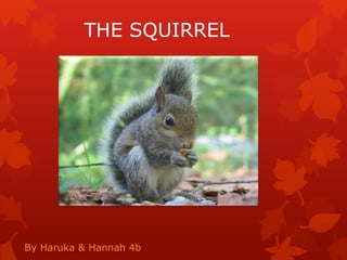 THE SQUIRREL




By Haruka & Hannah 4b
 