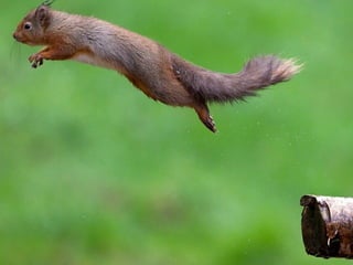 The squirrel slides