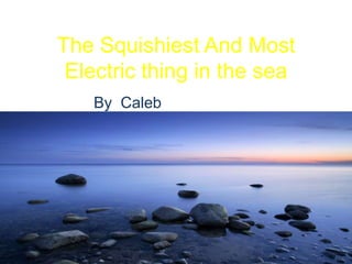 The Squishiest And Most Electric thing in the sea By  Caleb 