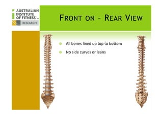 FRONT ON – REAR VIEW
All bones lined up top to bottom
No side curves or leans
 