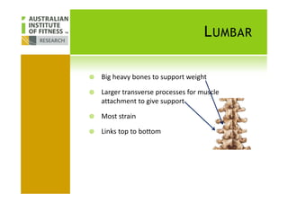 LUMBAR
Big heavy bones to support weight
Larger transverse processes for muscle
attachment to give supportattachment to give support
Most strain
Links top to bottom
 
