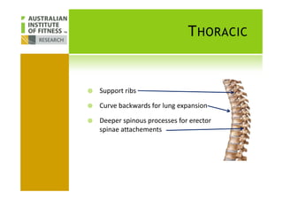 THORACIC
Support ribs
Curve backwards for lung expansion
Deeper spinous processes for erector
spinae attachements
 