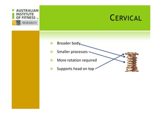 CERVICAL
Broader body
Smaller processes
More rotation required
Supports head on top
 