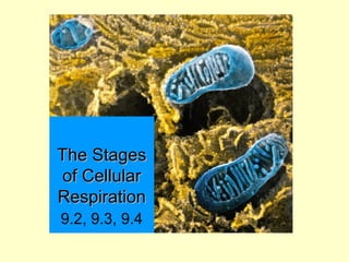 The Stages
of Cellular
Respiration
9.2, 9.3, 9.4

 