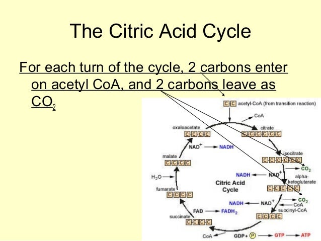 ap bio ch 9 15 Quizzes science biology mitosis and meiosis mitosis and meiosis - chapters 12-13 - ap biology 15 if the cell whose. ap bio ch 9 15 Quizzes science biology mitosis and meiosis mitosis and meiosis - chapters 12-13 - ap biology 15 if the cell whose.