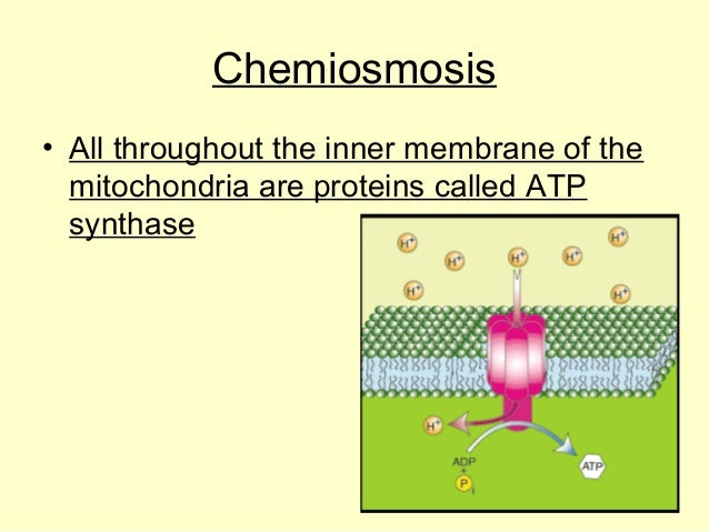 ap bio ch 29 part i View homework help - ap bio ch 29 part i from biology ap bio at rockville high school chapter 29 plant diversity i: how plants colonized land review questions part i 1 the most recent common. ap bio ch 29 part i View homework help - ap bio ch 29 part i from biology ap bio at rockville high school chapter 29 plant diversity i: how plants colonized land review questions part i 1 the most recent common.