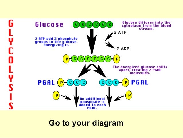 AP Bio Ch. 9 part 2 carbon oxygen cycle diagram 