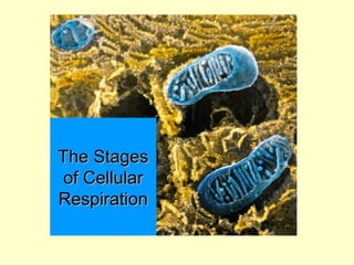 The StagesThe Stages
of Cellularof Cellular
RespirationRespiration
 