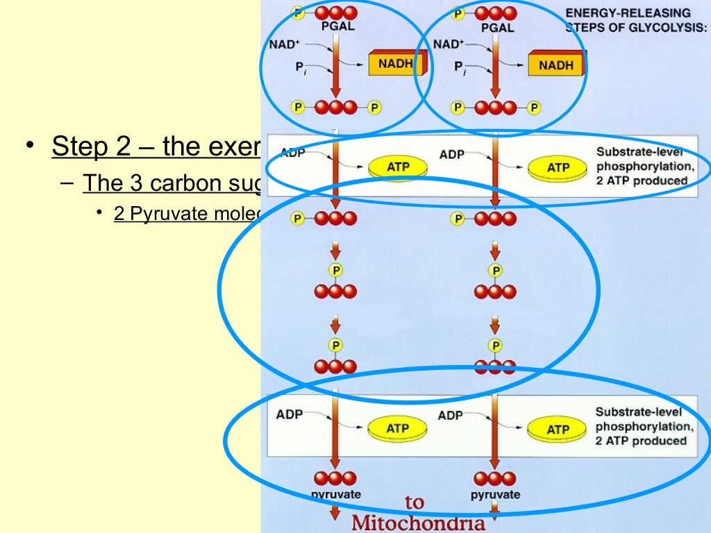 AP Biology The stages of cellular respiration, Ch. 7