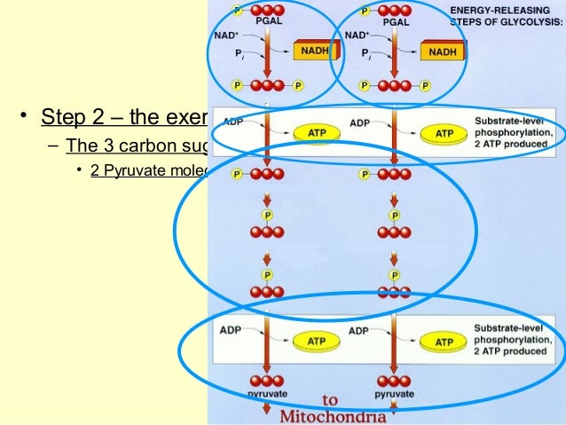 thesis writing help and assistance thesis writing tips guides stages of cellular respiration chart