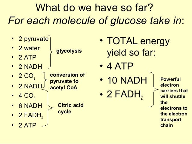 Essay Sample For High School Example Essay English also How To Make A Good Thesis Statement For An Essay Cellular Respiration Essay Ap Biology Good High School Essays