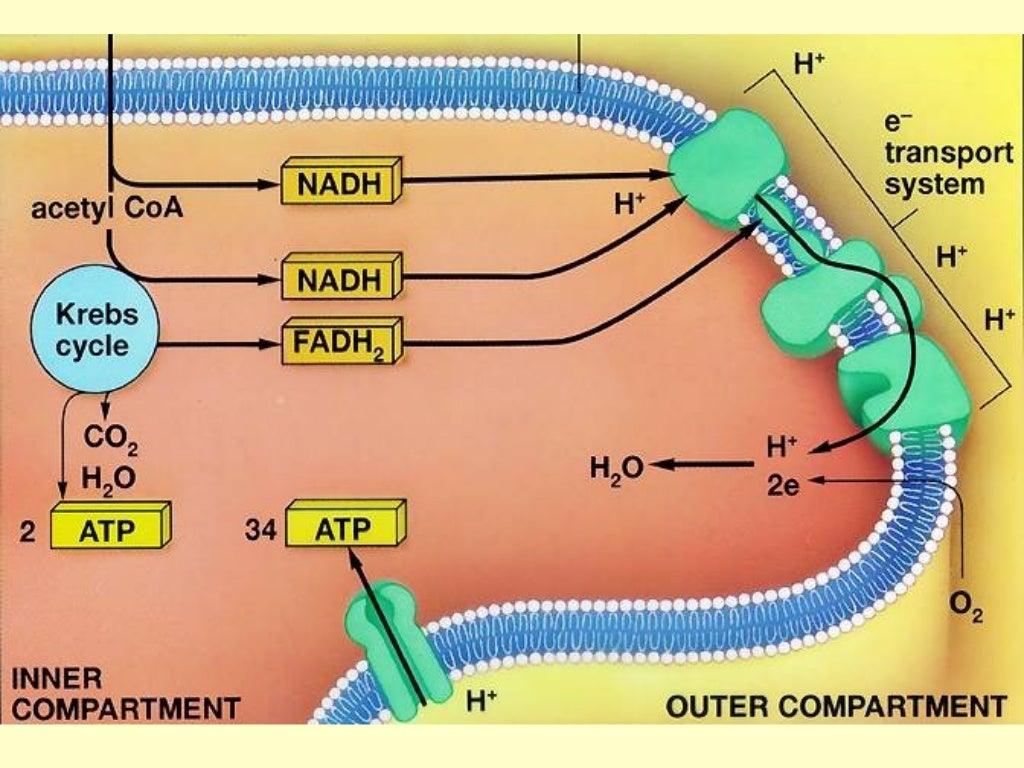 AP Biology The stages of cellular respiration, Ch. 7