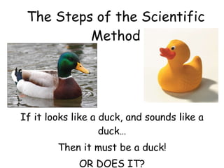 The Steps of the Scientific Method If it looks like a duck, and sounds like a duck… Then it must be a duck! OR DOES IT? 