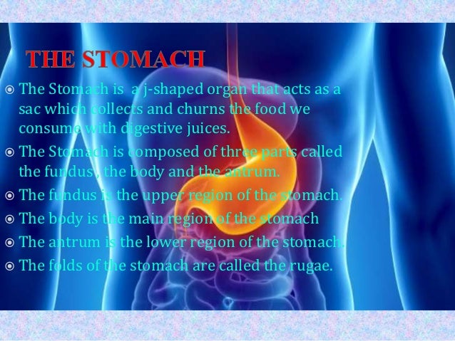 fundus of stomach function the stomach and its function fundus of stomach function the stomach and its function