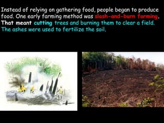 Instead of relying on gathering food, people began to produce
food. One early farming method was slash-and-burn farming.
That meant cutting trees and burning them to clear a field.
The ashes were used to fertilize the soil.
 