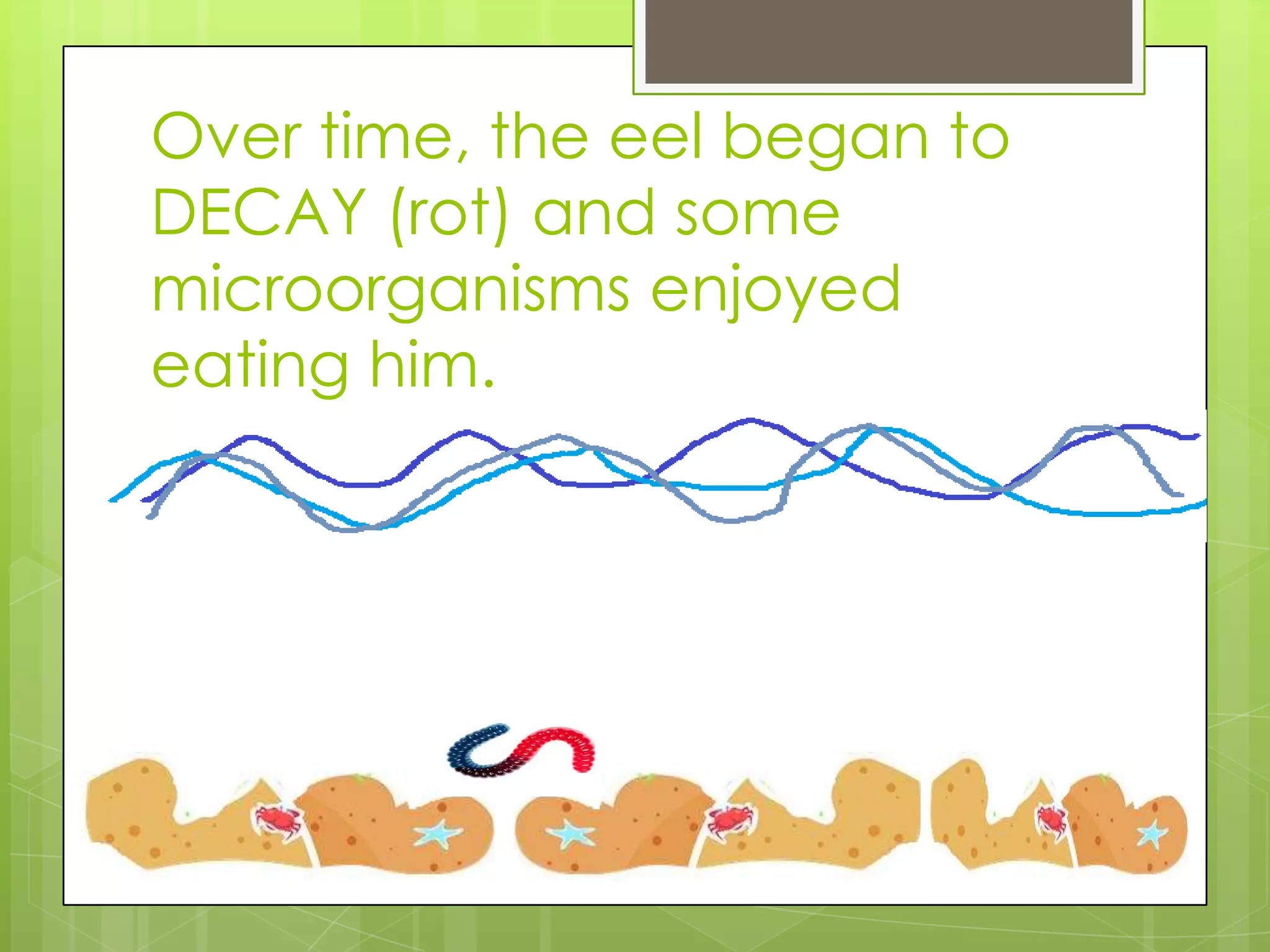 Over time, the eel began to
DECAY (rot) and some
microorganisms enjoyed
eating him.
 