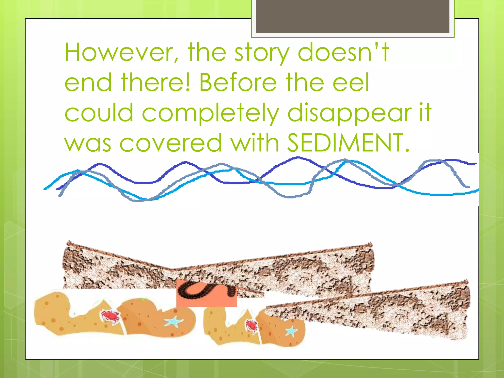 However, the story doesn’t
end there! Before the eel
could completely disappear it
was covered with SEDIMENT.
 
