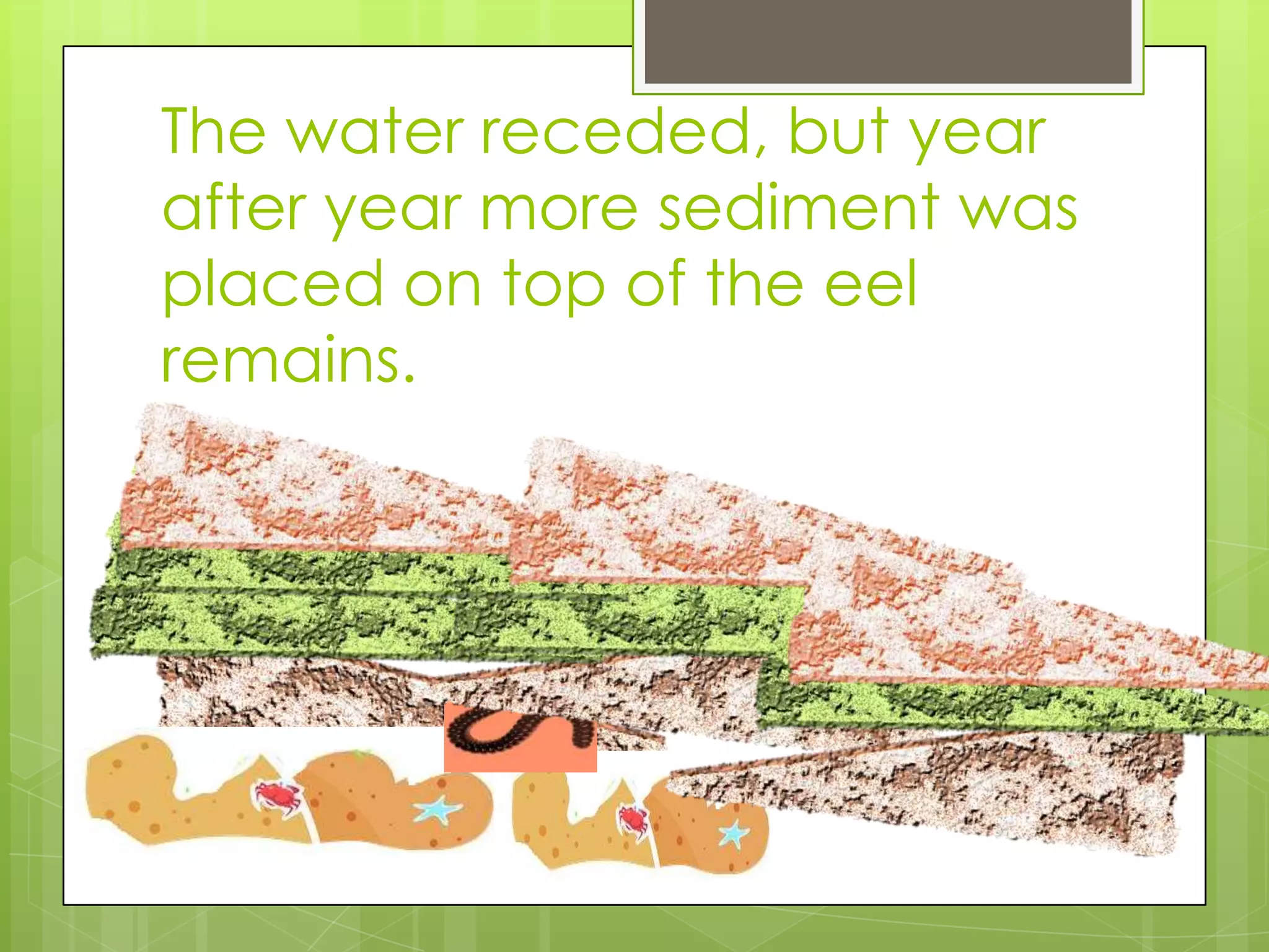The water receded, but year
after year more sediment was
placed on top of the eel
remains.
 