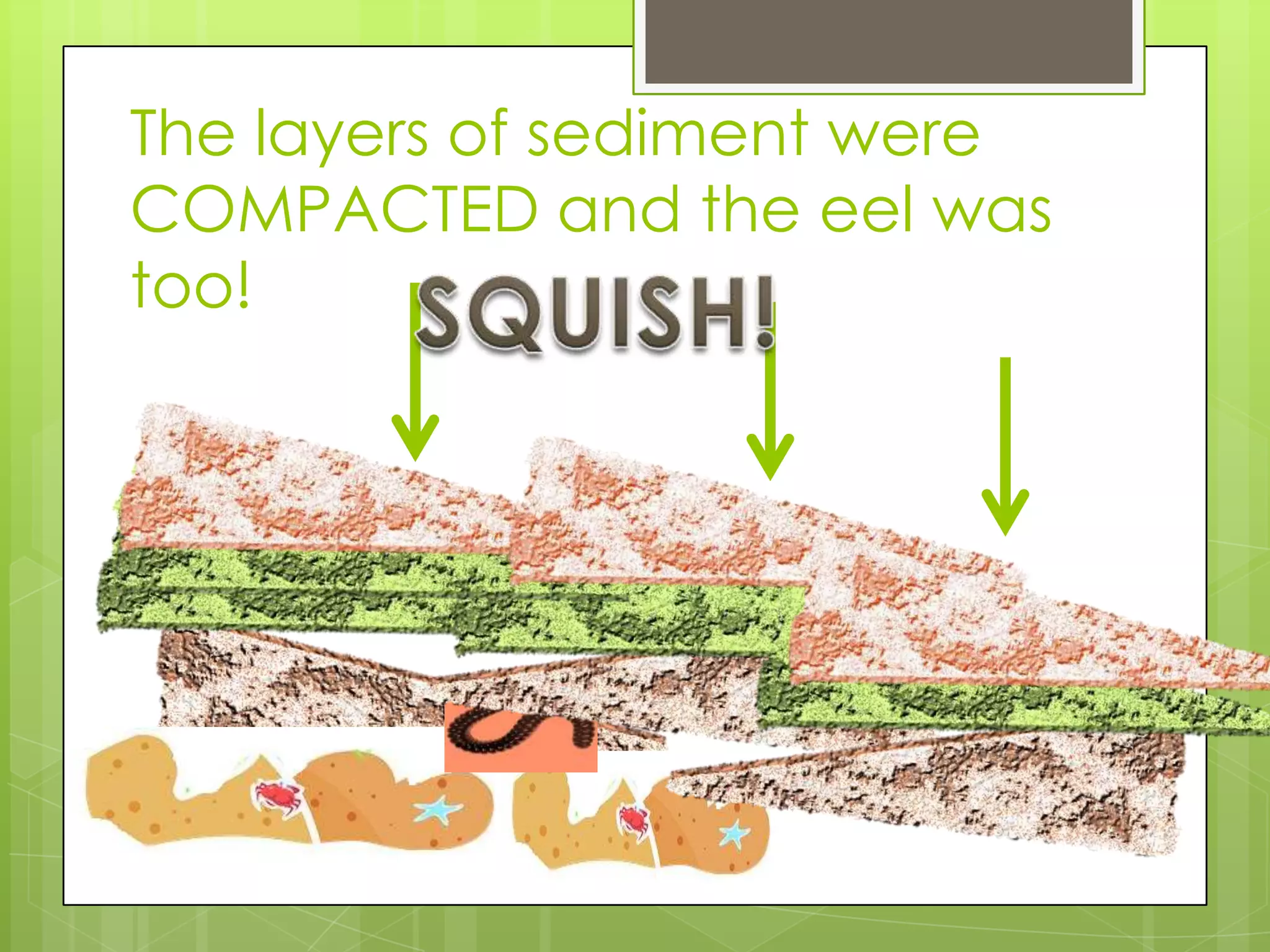 The layers of sediment were
COMPACTED and the eel was
too!
 