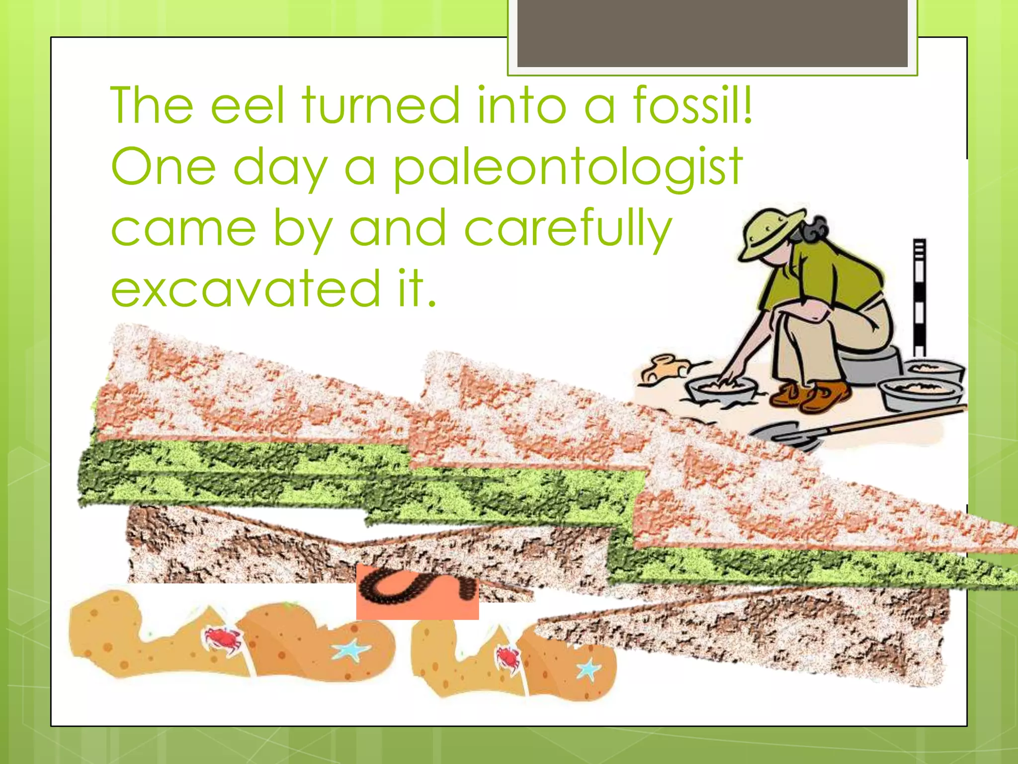 The eel turned into a fossil!
One day a paleontologist
came by and carefully
excavated it.
 
