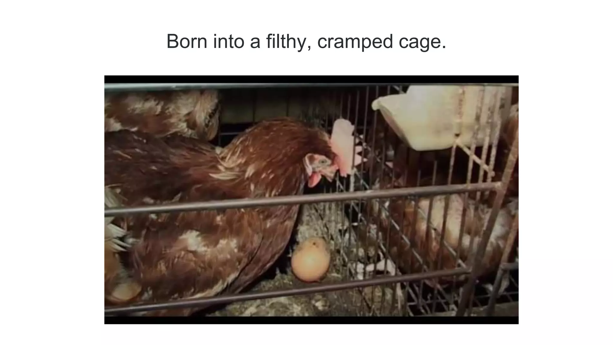 Born into a filthy, cramped cage.