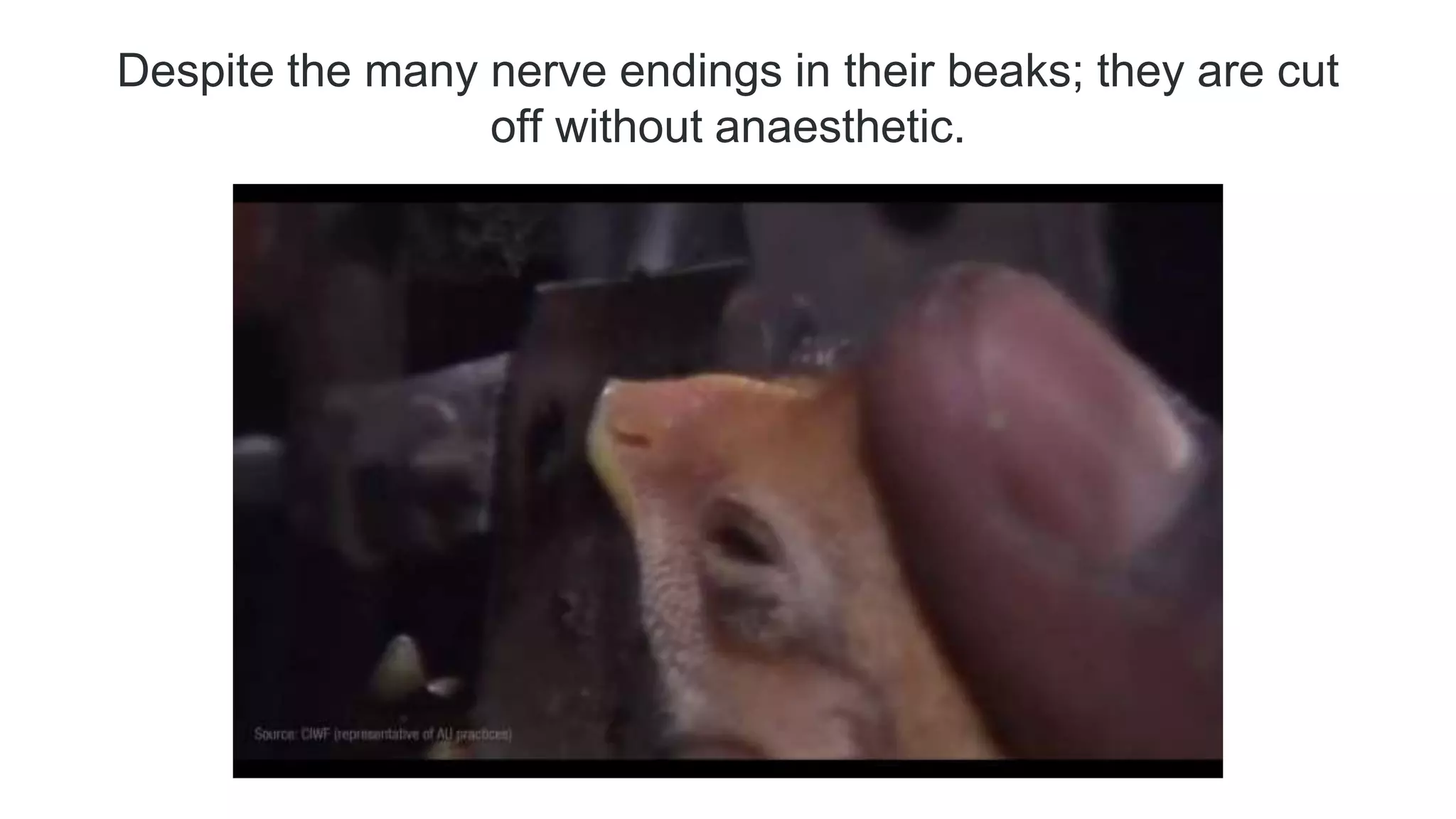 Despite the many nerve endings in their beaks; they are cut
off without anaesthetic.
