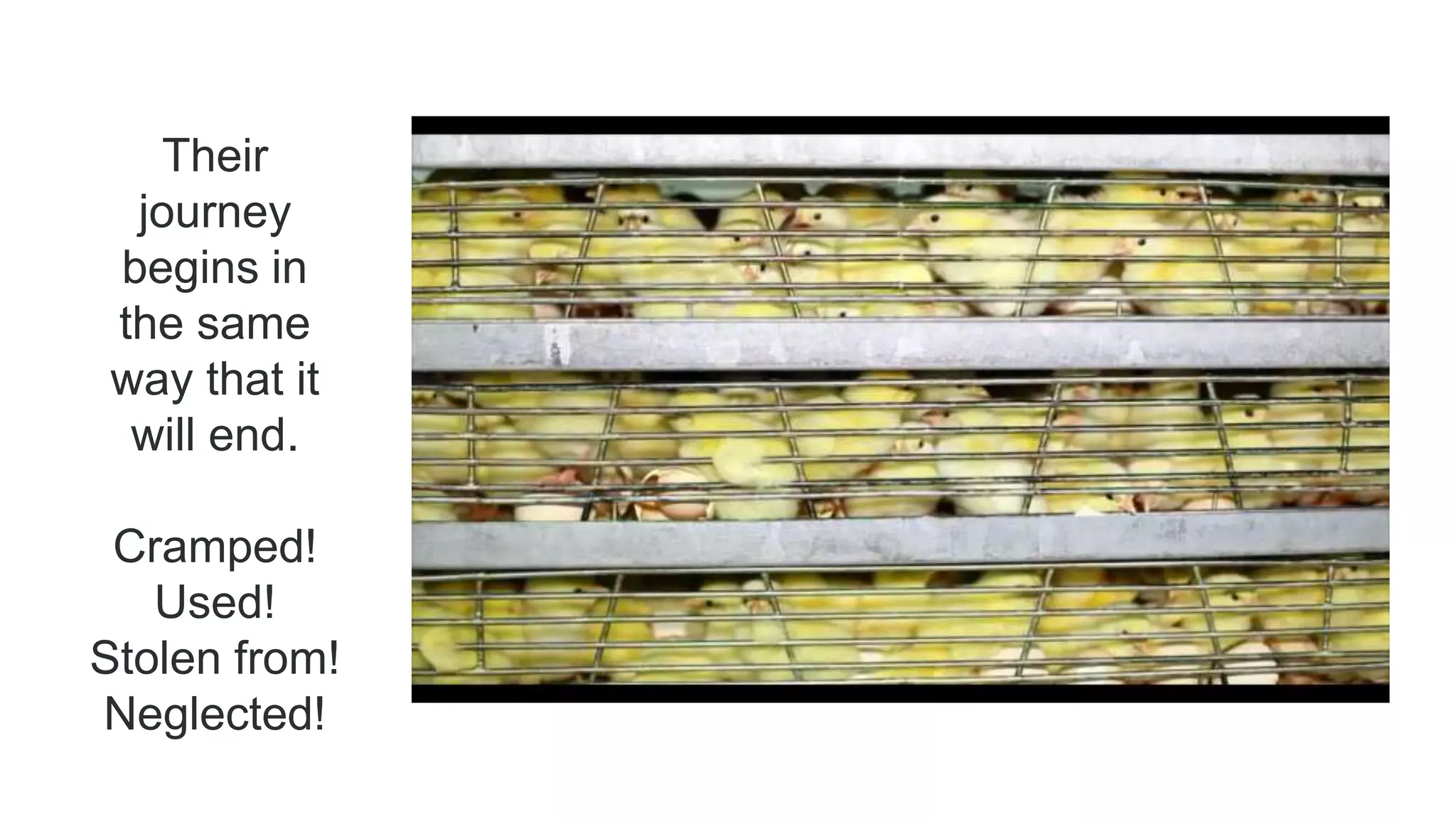 Their
journey
begins in
the same
way that it
will end.
Cramped!
Used!
Stolen from!
Neglected!