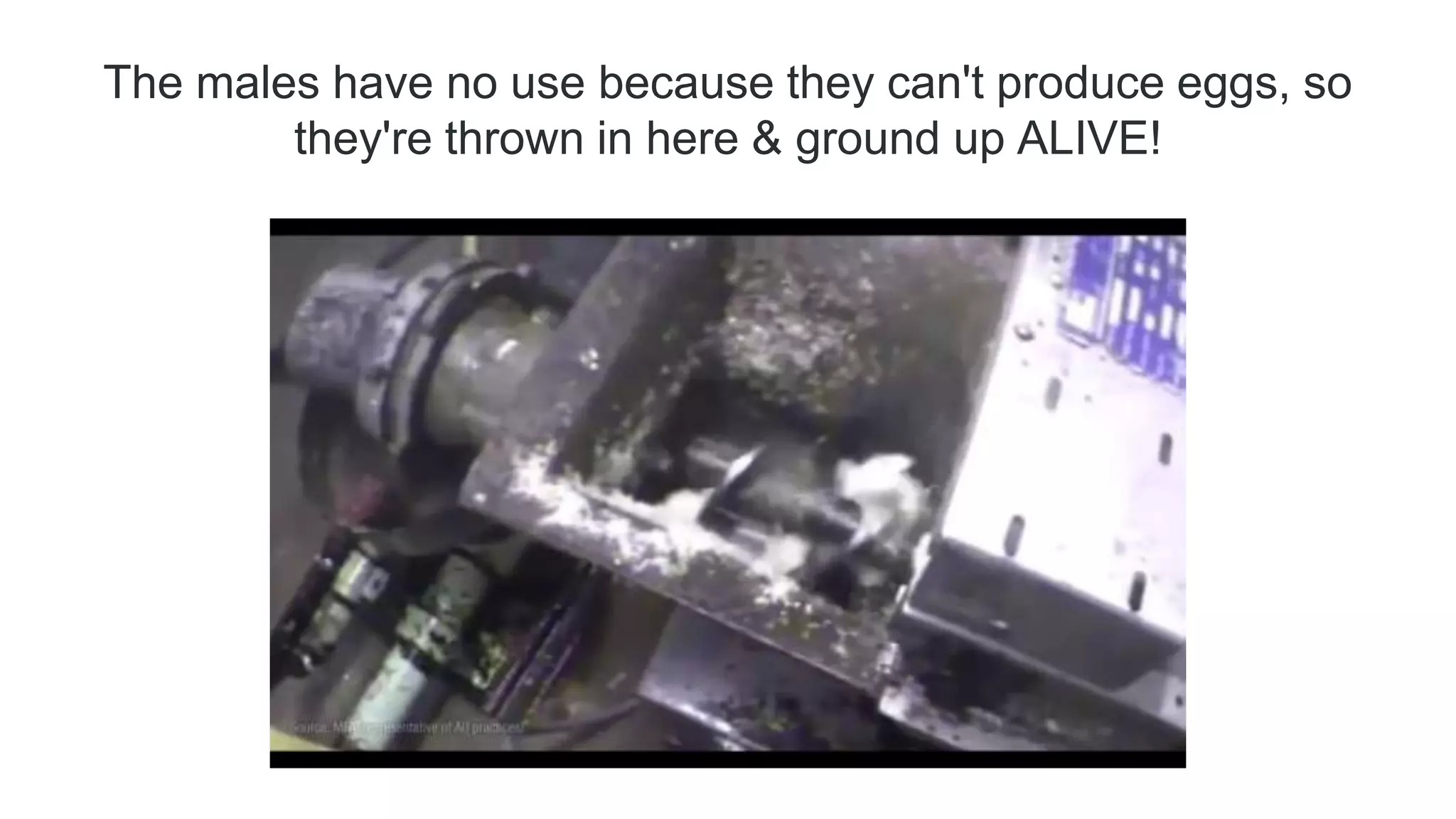 The males have no use because they can't produce eggs, so
they're thrown in here & ground up ALIVE!