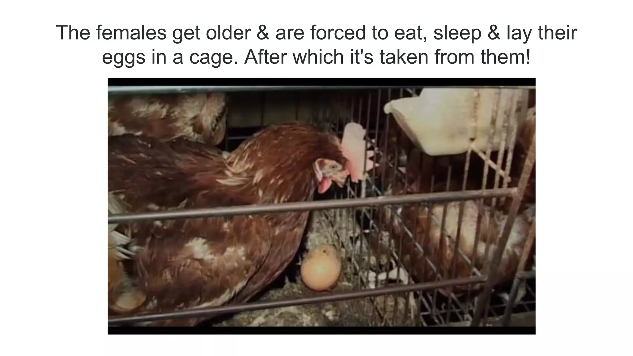 The females get older & are forced to eat, sleep & lay their
eggs in a cage. After which it's taken from them!