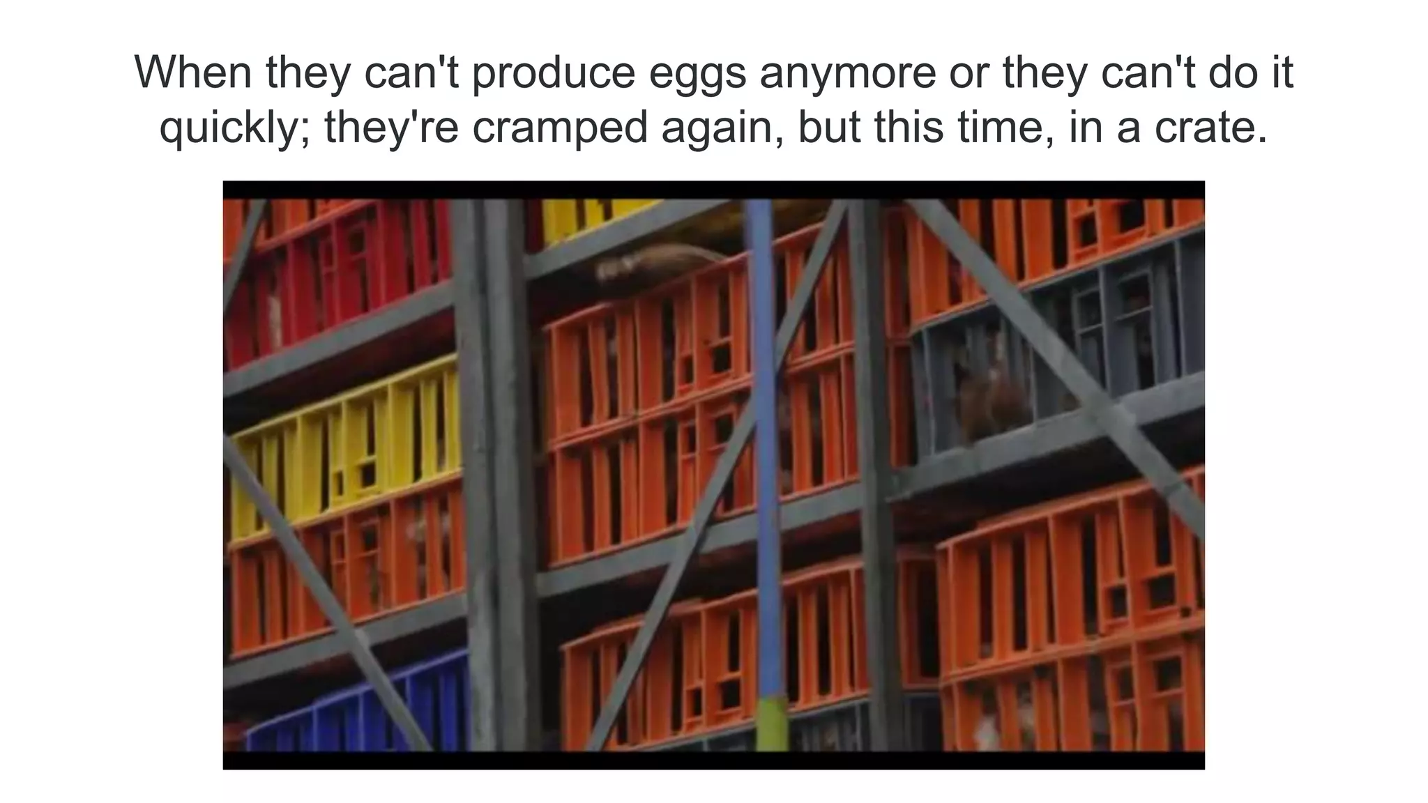 When they can't produce eggs anymore or they can't do it
quickly; they're cramped again, but this time, in a crate.