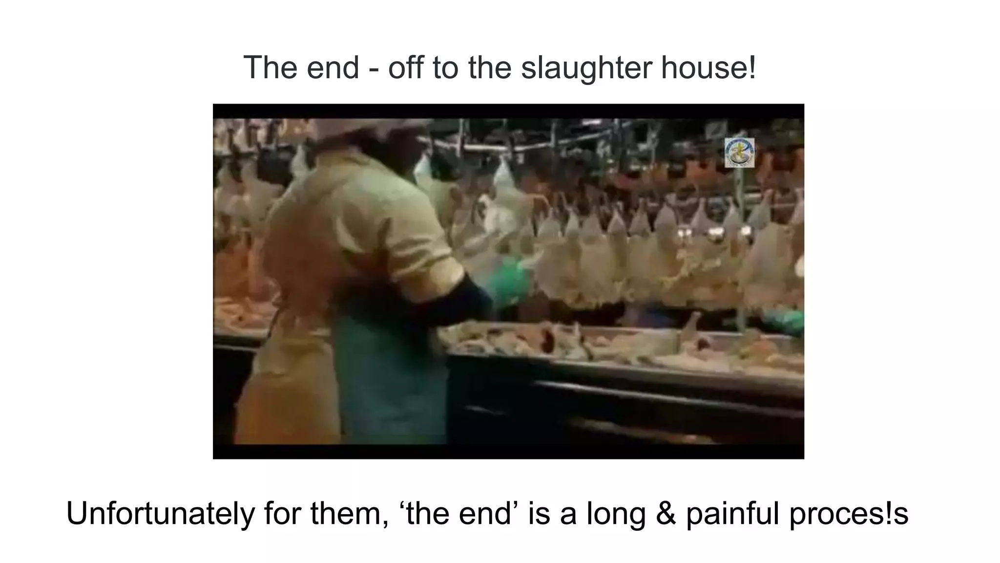 The end - off to the slaughter house!
Unfortunately for them, ‘the end’ is a long & painful proces!s