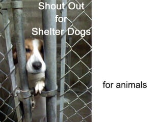 for animals 