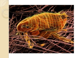 Fleas
 Acquire Y. pestis by feeding an
  infected animal
 Flea‟s digestive tract contain certain
  protein that is important for survival of
  Y. pestis
 Y.pestis aggregate and cause
  starvation and regurgitation of blood
 Flea also change its host after
  infection
 