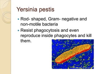 Yersinia pestis
 Rod- shaped, Gram- negative and
  non-motile bacteria
 Resist phagocytosis and even
  reproduce inside phagocytes and kill
  them.
 