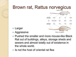 Brown rat, Rattus norvegicus



   Larger
   Aggressive
   Pushed the smaller and more mouse-like Black
    Rat out of buildings, alleys, storage sheds and
    sewers and almost totally out of existence in
    the whole world.
   Is not the host of oriental rat flea
 