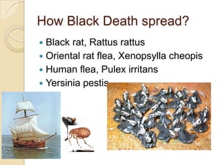 How Black Death spread?
 Black rat, Rattus rattus
 Oriental rat flea, Xenopsylla cheopis
 Human flea, Pulex irritans
 Yersinia pestis
 