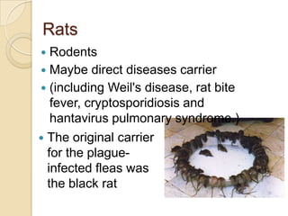 Rats
  Rodents
 Maybe direct diseases carrier
 (including Weil's disease, rat bite
   fever, cryptosporidiosis and
   hantavirus pulmonary syndrome.)
 The original carrier
  for the plague-
  infected fleas was
  the black rat
 