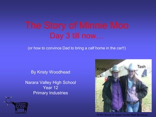 The Story of Minnie Moo
              Day 3 till now…
 (or how to convince Dad to bring a calf home in the car!!)



                                                                         Tash
                                         Kristy
  By Kristy Woodhead

Narara Valley High School
        Year 12
   Primary Industries



                                         At the Scone & Upper Hunter Beef Bonanza.
 