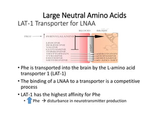 LAT-1 Transporter for LNAA
• Phe is transported into the brain by the L-amino acid
transporter 1 (LAT-1)
• The binding of ...
