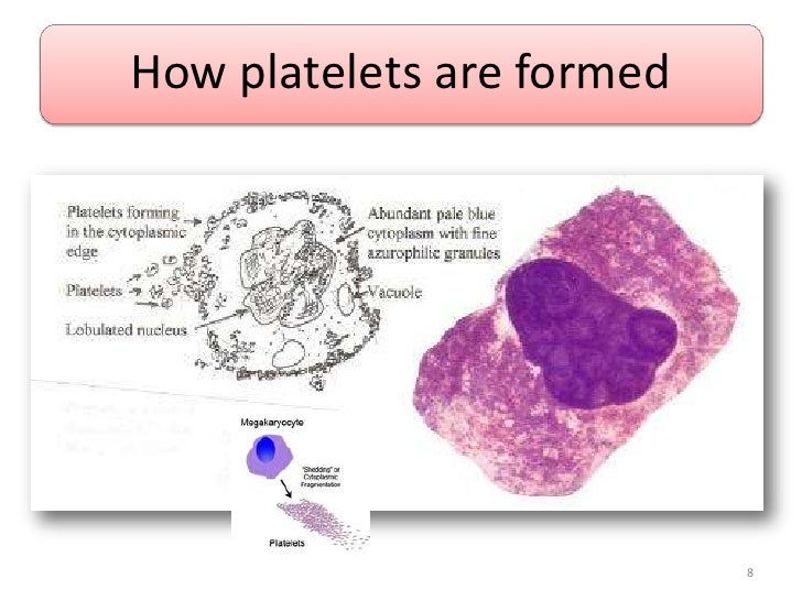 The Story of Platelets
