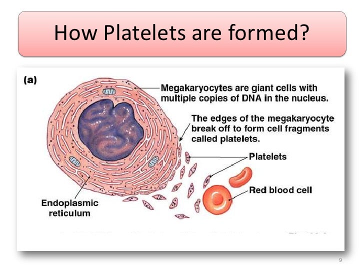 platelets are cell fragments. platelets are cell fragments.