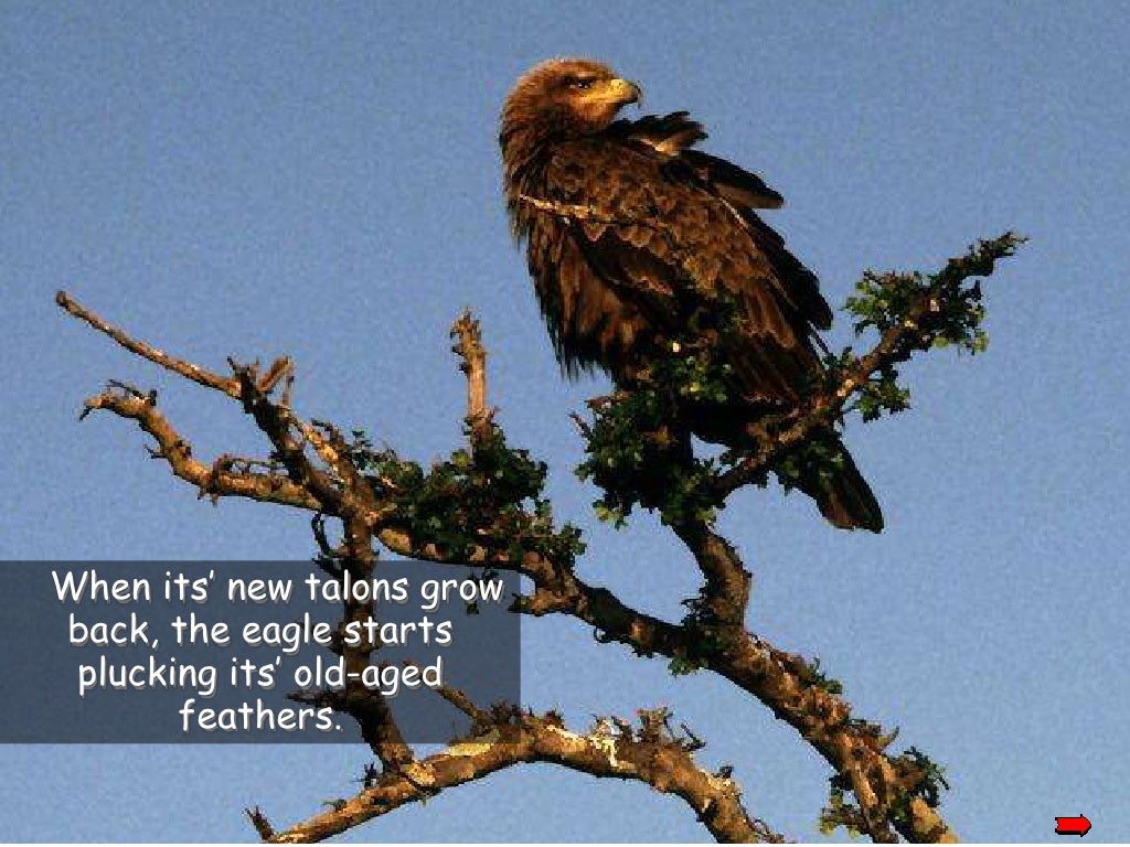 The story of the eagle