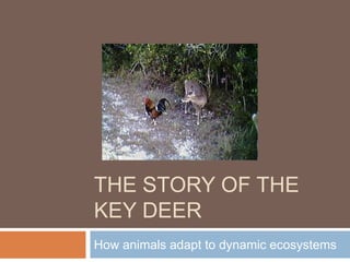 The Story of the Key Deer How animals adapt to dynamic ecosystems 