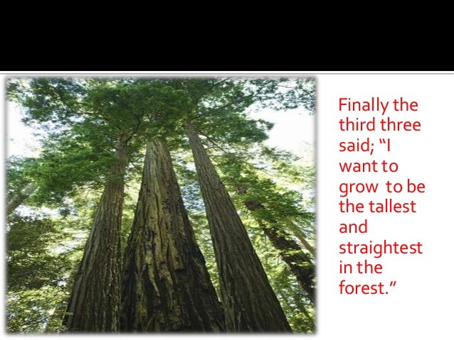 The Story Of The Three Trees