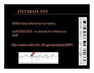 SNPs have reference numbers:
rs267601453 - rs stands for reference
SNP
dataBase SNP
http://www.ncbi.nlm.nih.gov/projects/S...