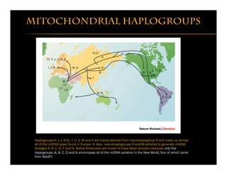 Mitochondrial haplogroups
Haplogroups H, I, J, N1b, T, U, V, W and X are mainly derived from macrohaplogroup N and make up...