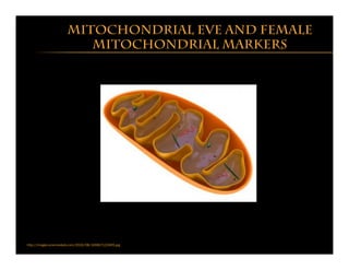 Mitochondrial eve and female
Mitochondrial markers
http://images.sciencedaily.com/2010/08/100817122405.jpg
 